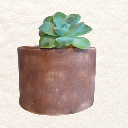 Oval Planter (Small) - in Treacle