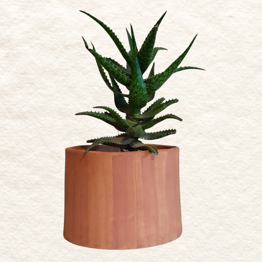 Oval Planter (Medium) in Matt Ochre