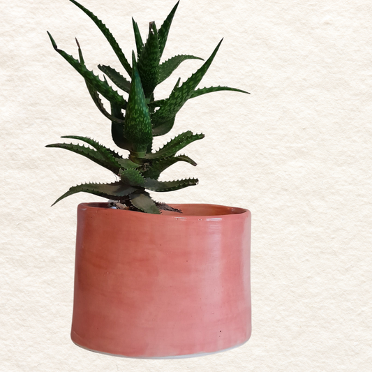 Oval Planter (Medium) in Flamingo
